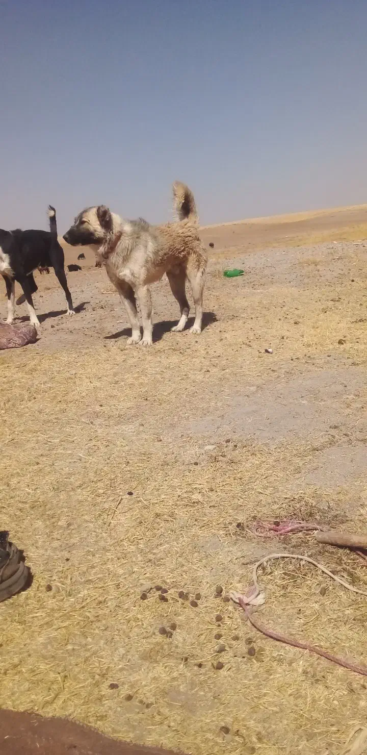 سگ گله|سگ|کبودرآهنگ, |دیوار
