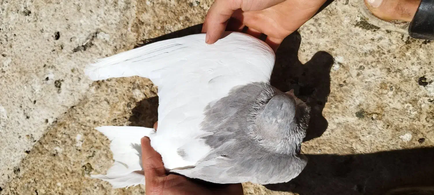 کبوتر شهری یال چپ الماسی گلدار|پرنده|شیراز, شهرک جماران|دیوار