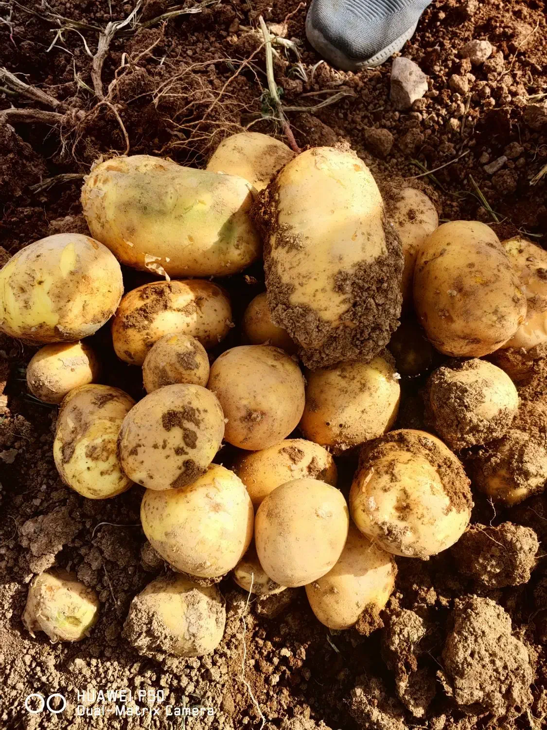 ارسال وفروش سیب زمینی|عمدهفروشی|قیدار, |دیوار