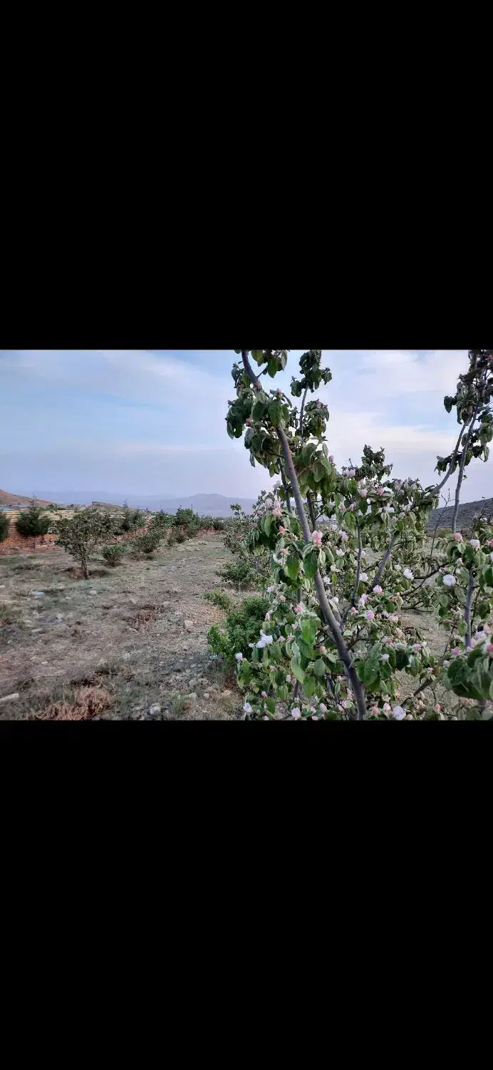 باغ چهار دیواری کامل مجهز منطقه خوش آب و هوا|فروش زمین و ملک کلنگی|نطنز, |دیوار