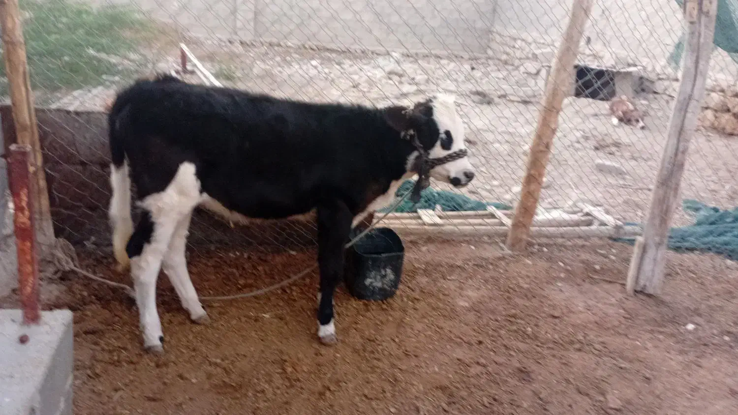 گاو و گوساله ماده مخصوص داشت|حیوانات مزرعه|لامرد, |دیوار