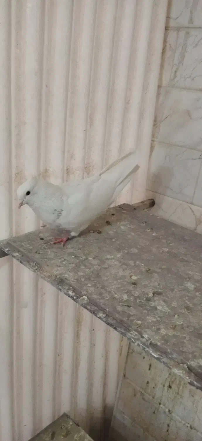 کفتر|حیوانات|ساوه, |دیوار