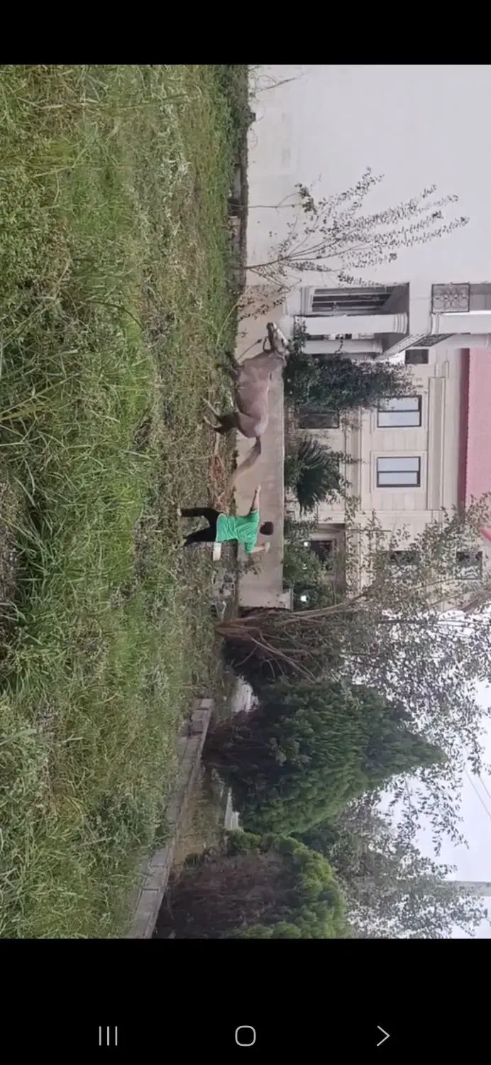 اسب|اسب و تجهیزات اسب‌سواری|بابکان, |دیوار