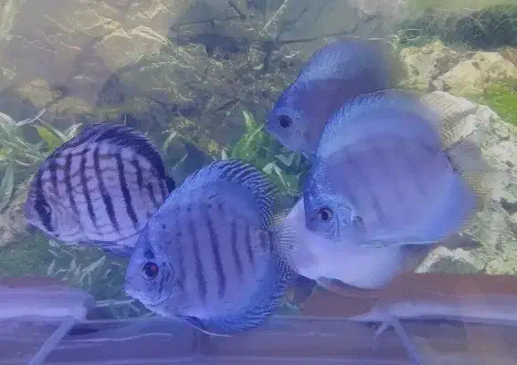 گله ده عددی دیسکس زیبا و سالم|ماهی|شیراز, شهرک بهار|دیوار