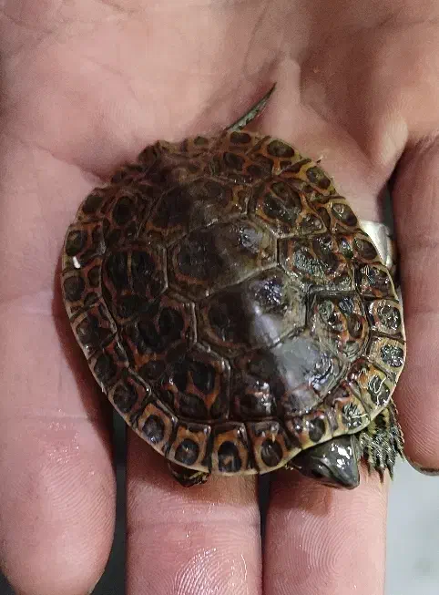 ماهی پمپ هوا آنجل|ماهی|گلبهار, شهر جدید گلبهار|دیوار