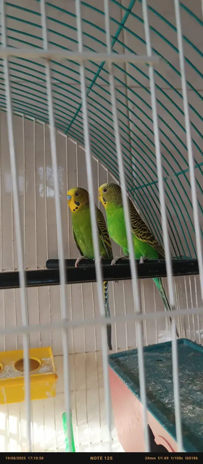 یک جفت مرغ عشق مولد روی تخم|پرنده|اهر, |دیوار