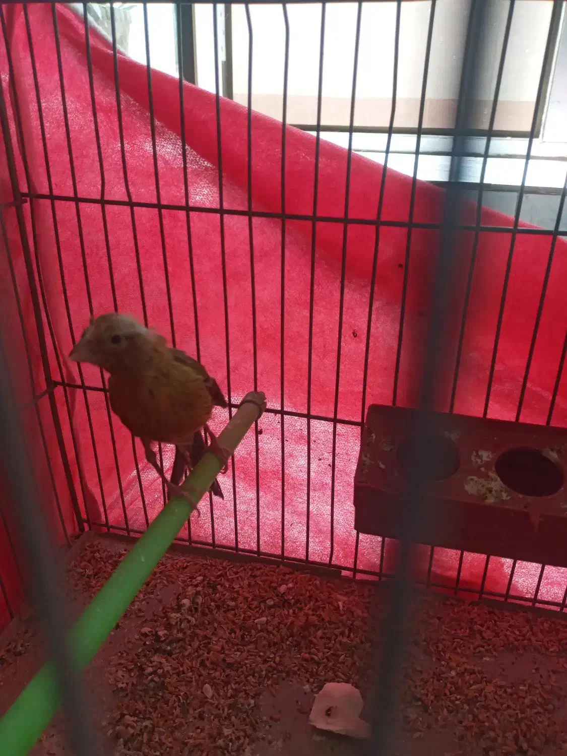 قناری ماده|پرنده|مبارکه, |دیوار