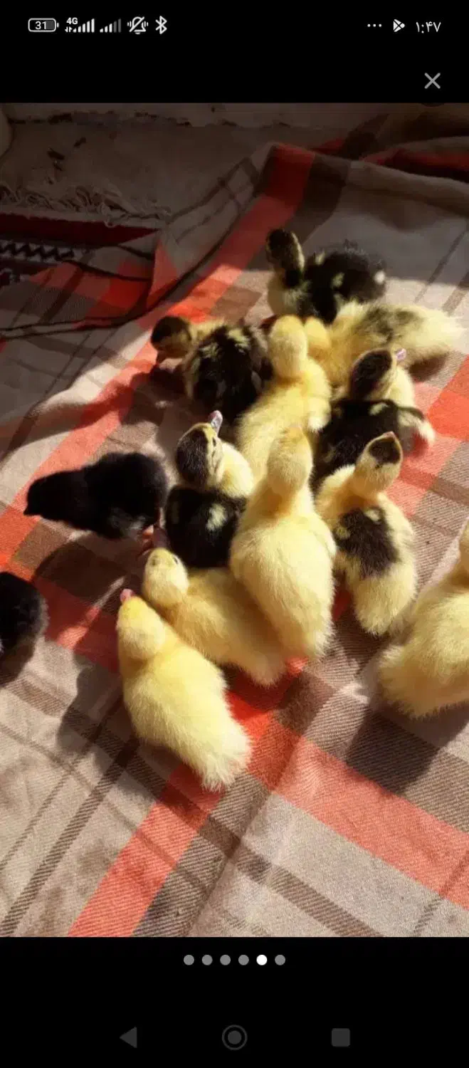 جوجه مرغ آبی|حیوانات مزرعه|سرپل ذهاب, |دیوار