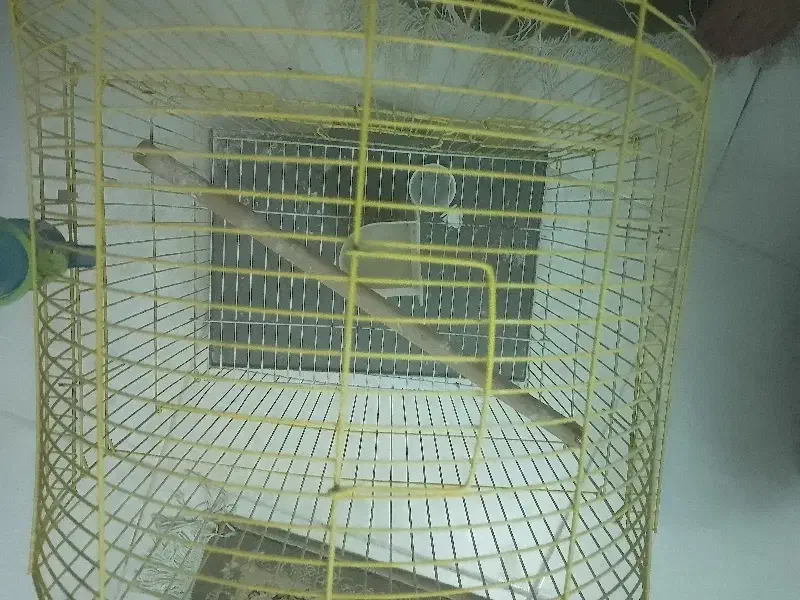 قفس پرنده|لوازم جانبی حیوانات|پرند, فاز ۶|دیوار