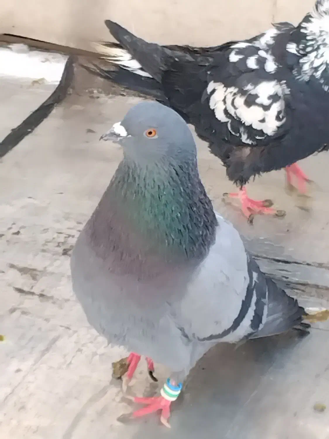 کبوتر|پرنده|تهران, زرکش|دیوار