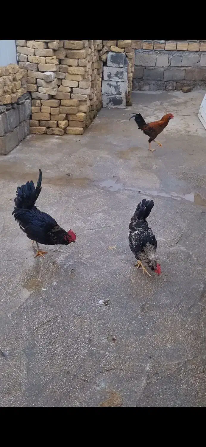 خروس محلی|حیوانات مزرعه|سرپل ذهاب, |دیوار