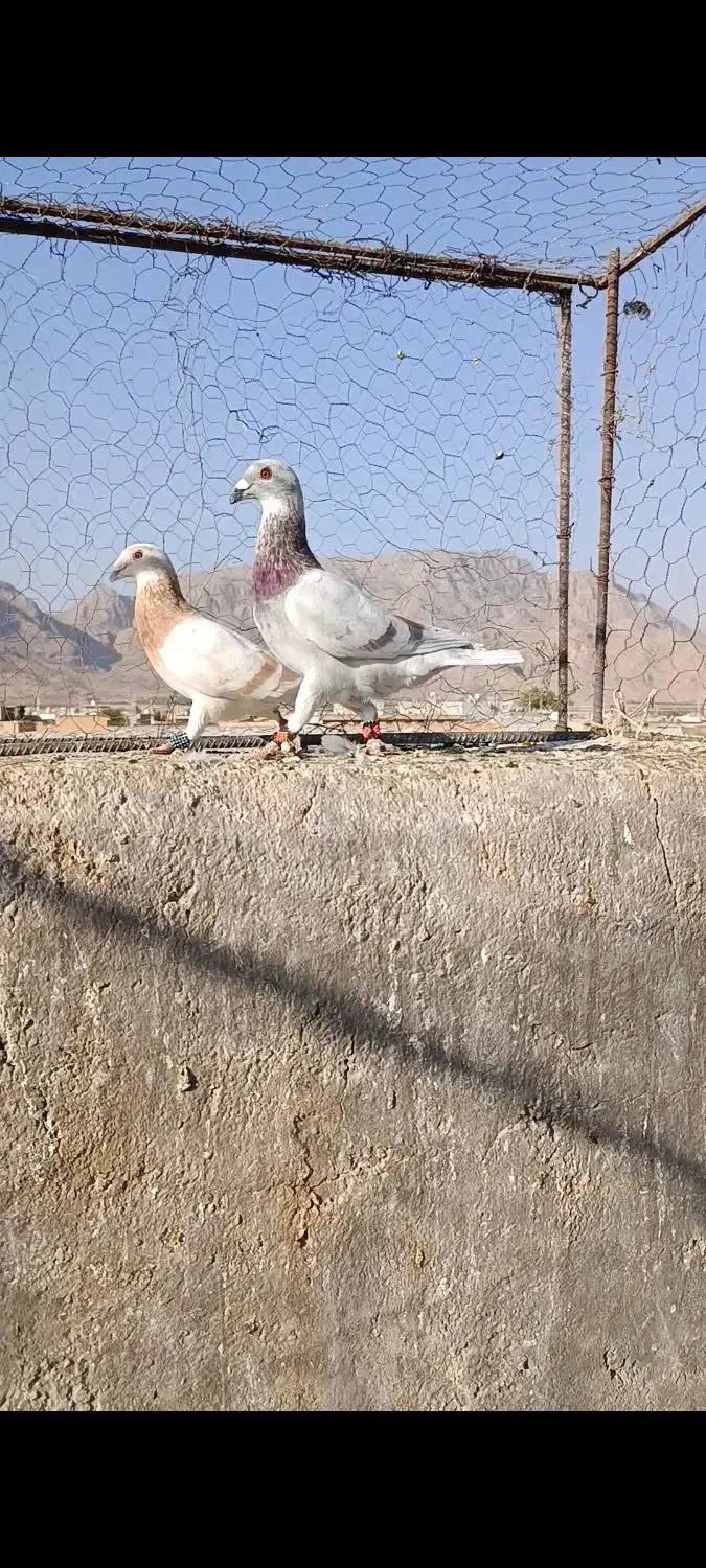 کبوتر|پرنده|شیراز, آزادگان|دیوار