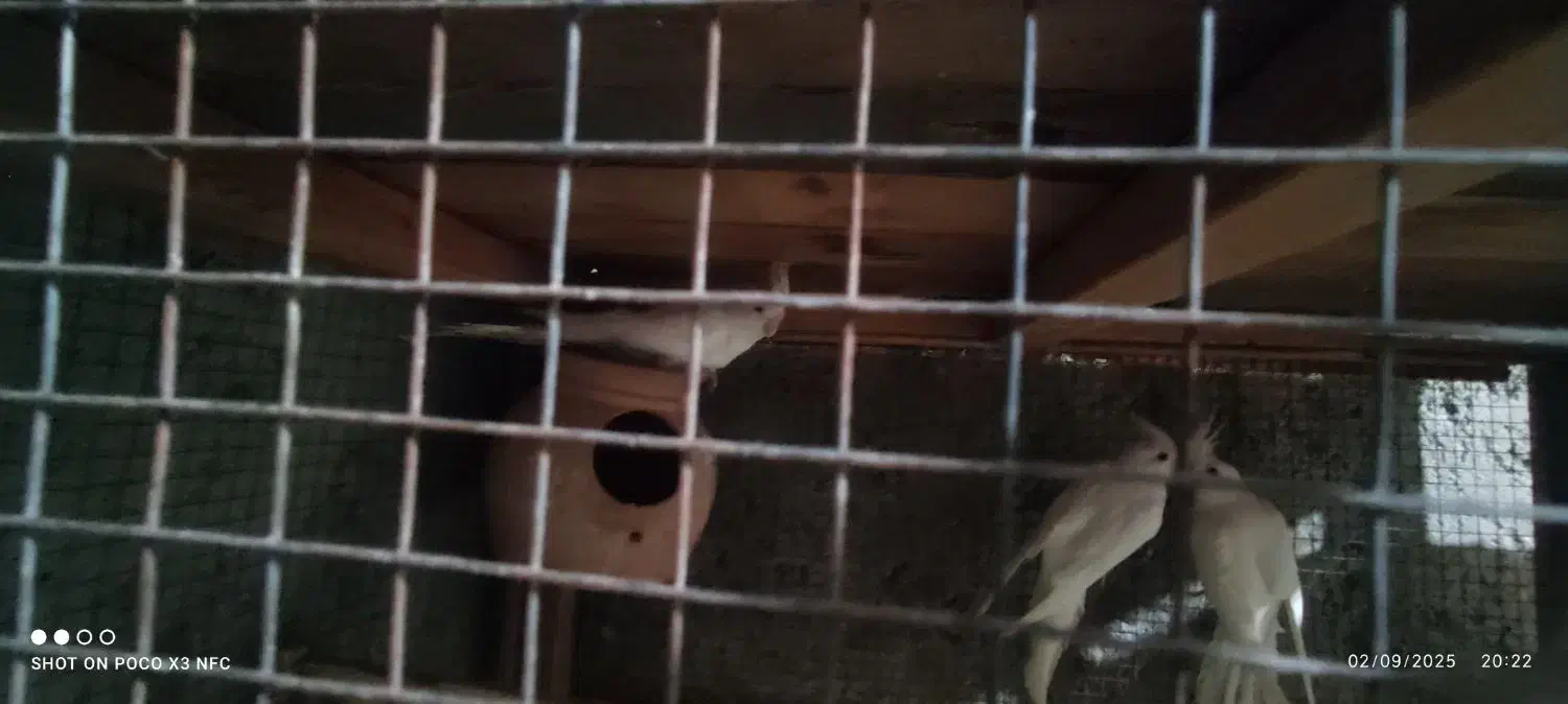 عروس هلندی|پرنده|چابهار, |دیوار