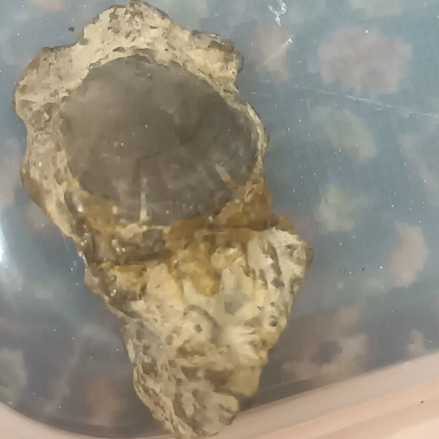 فسیل کم نظیر ونایاب به درد فسیل شناسان میخوره|کلکسیون اشیاء عتیقه|لواسان, |دیوار