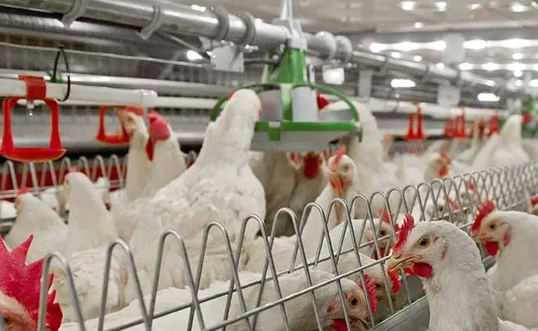 جمع آوری تخم مرغ|استخدام صنعتی، فنی، مهندسی|ملکان, |دیوار