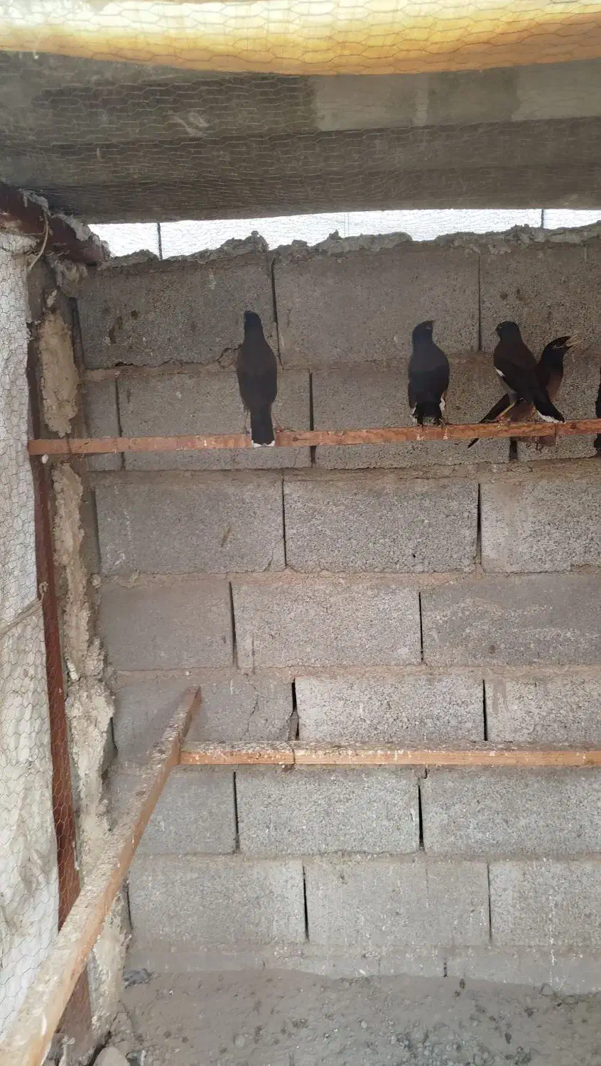 مرغ مینا|پرنده|گنبد کاووس, |دیوار