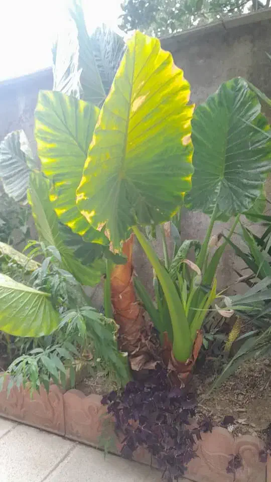 سرایدار برای باغ|استخدام سرایداری و نظافت|زرگرشهر, |دیوار