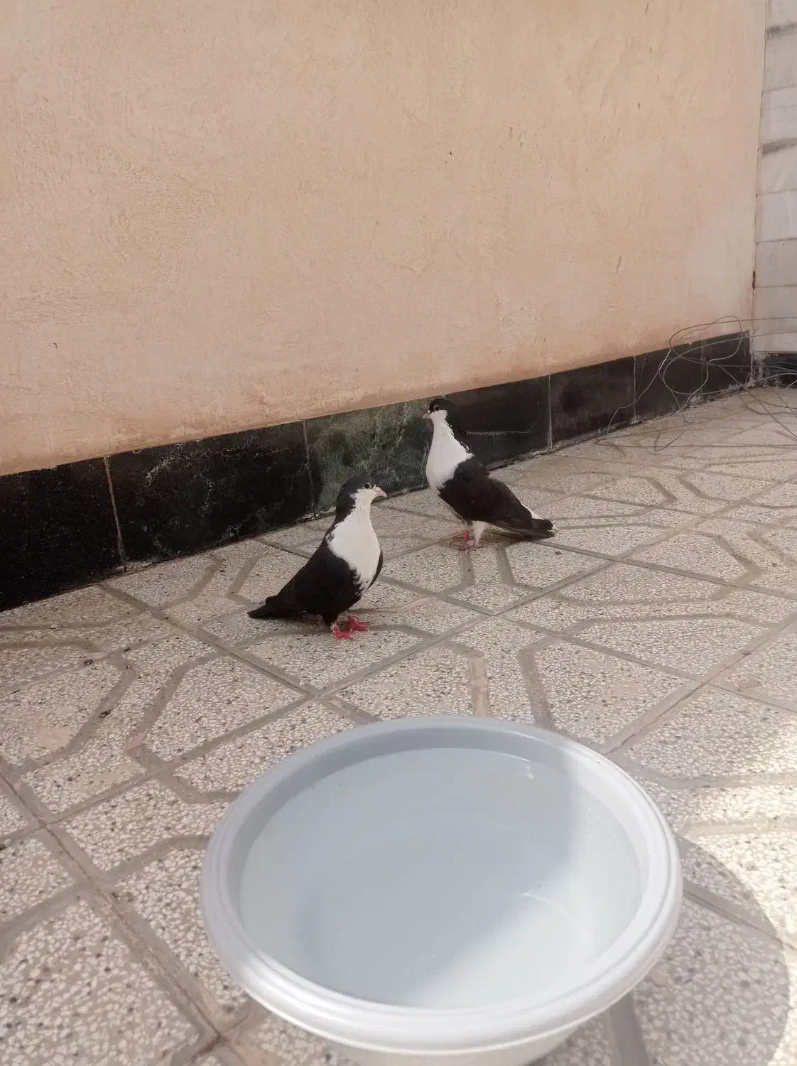 جفت ضمانتی ریش|پرنده|قائن, |دیوار