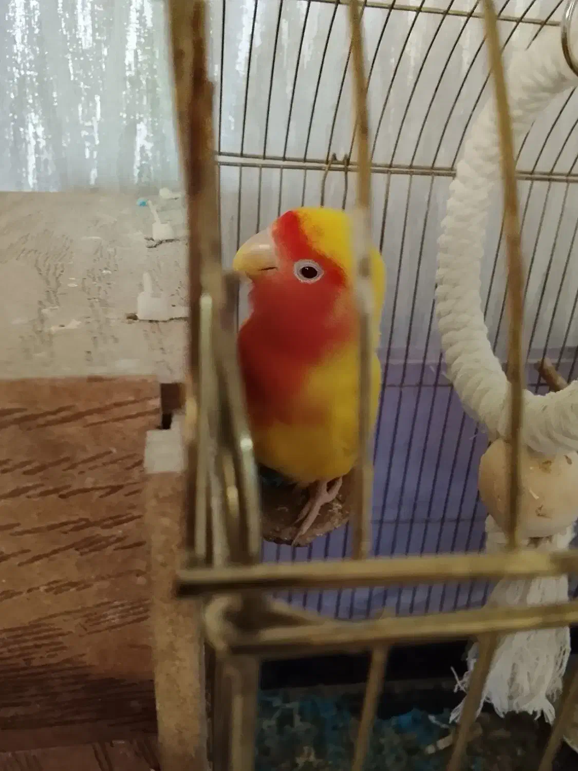 طوطی برزیلی ماده بالغ|پرنده|تهران, گلستان (شهرک راه آهن)|دیوار