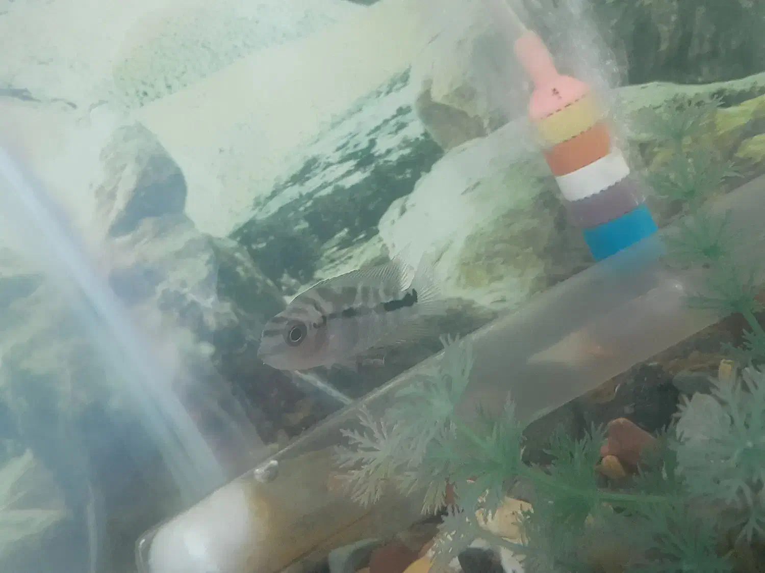 ماهی فلاور ۳ نیم بندی|ماهی|تربتحیدریه, بازار|دیوار