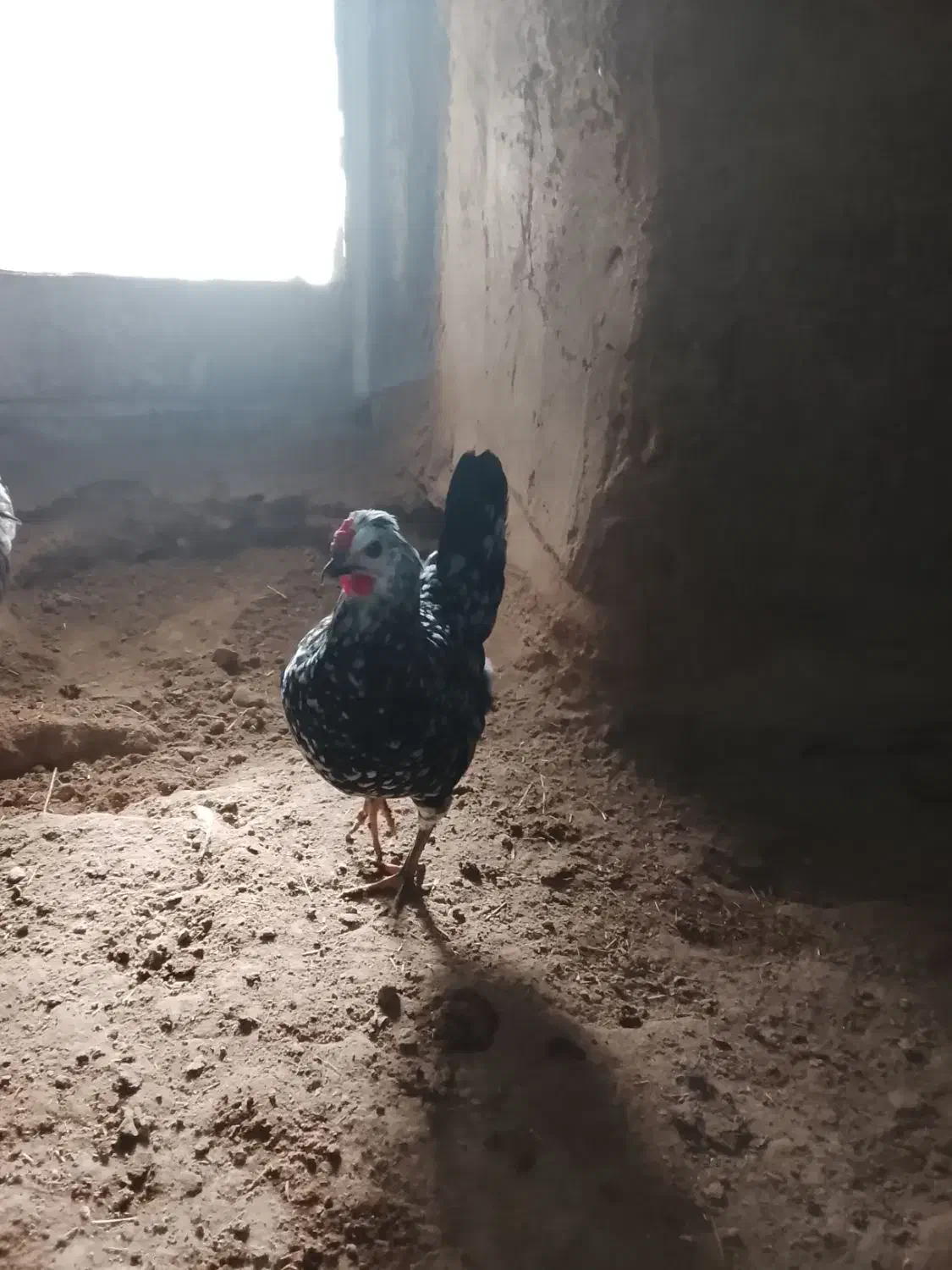 مرغ گلین اصیل با بوقلمون|حیوانات مزرعه|دهگلان, |دیوار