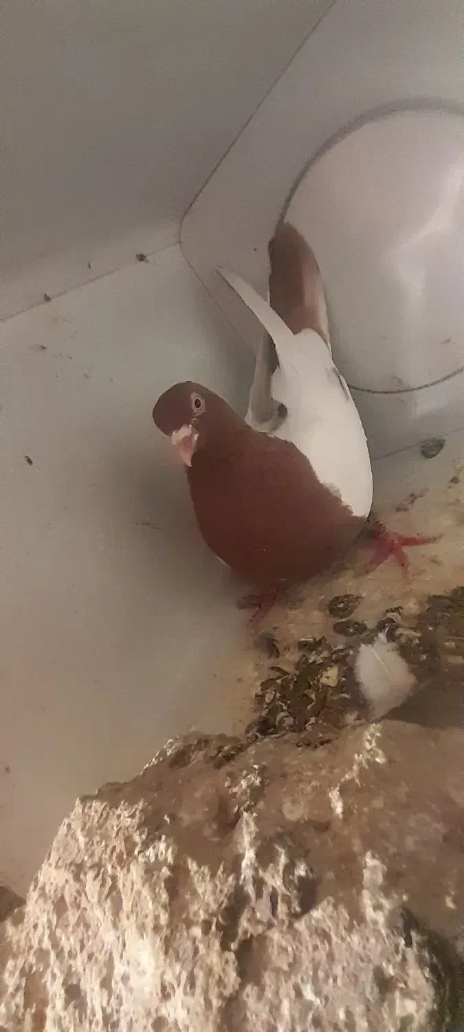 فیلی کوینح|پرنده|ایلخچی, |دیوار