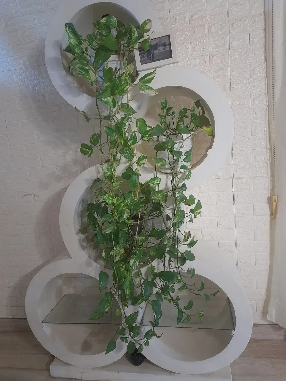 جاگلدانی با گل یک تومن|گل و گیاه طبیعی|بندر انزلی, پیل علی باغ|دیوار