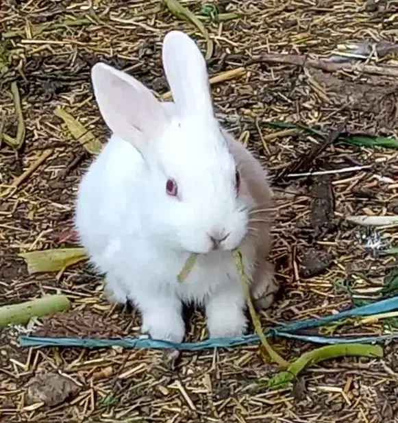 خرگوش لپ|موش و خرگوش|رامشیر, |دیوار