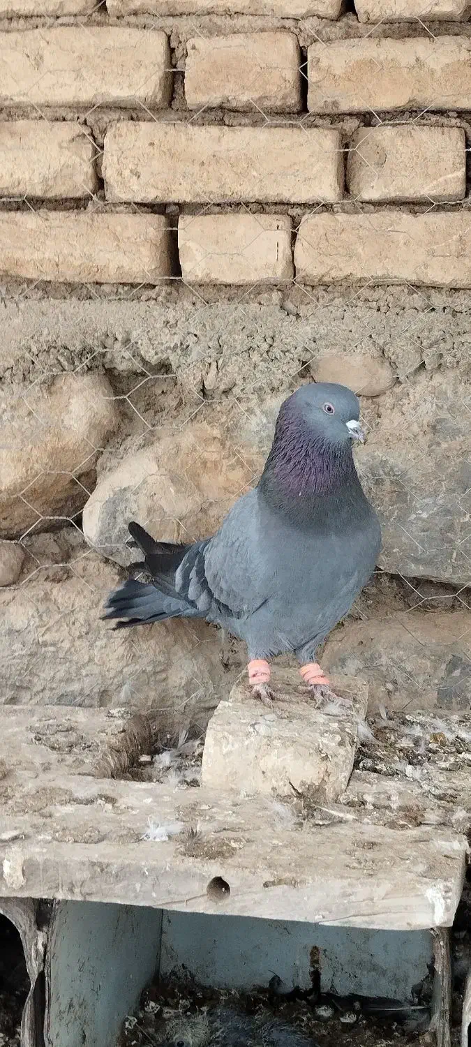 کبوتر نقره ای اهنی سیاه کله سفید|پرنده|سامان, |دیوار