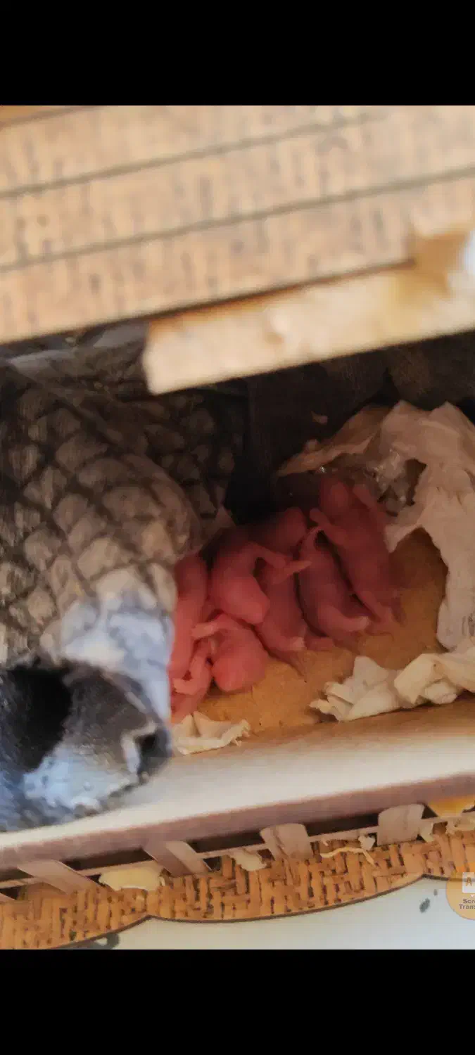 فروش تکی یا گله ی همستر سوری مو بلند|موش و خرگوش|پرند, فاز ۶|دیوار