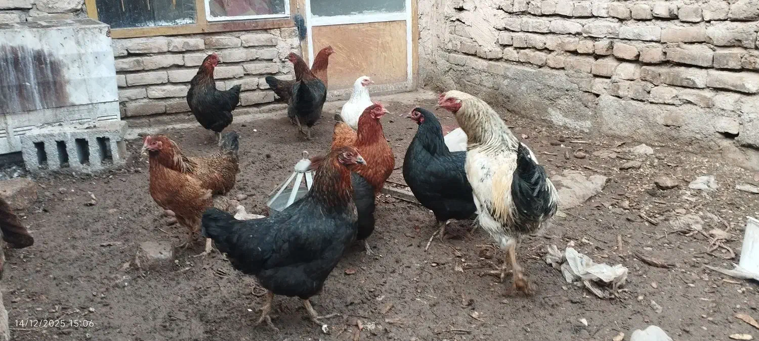 مرغ و خروس|حیوانات مزرعه|مه ولات, |دیوار