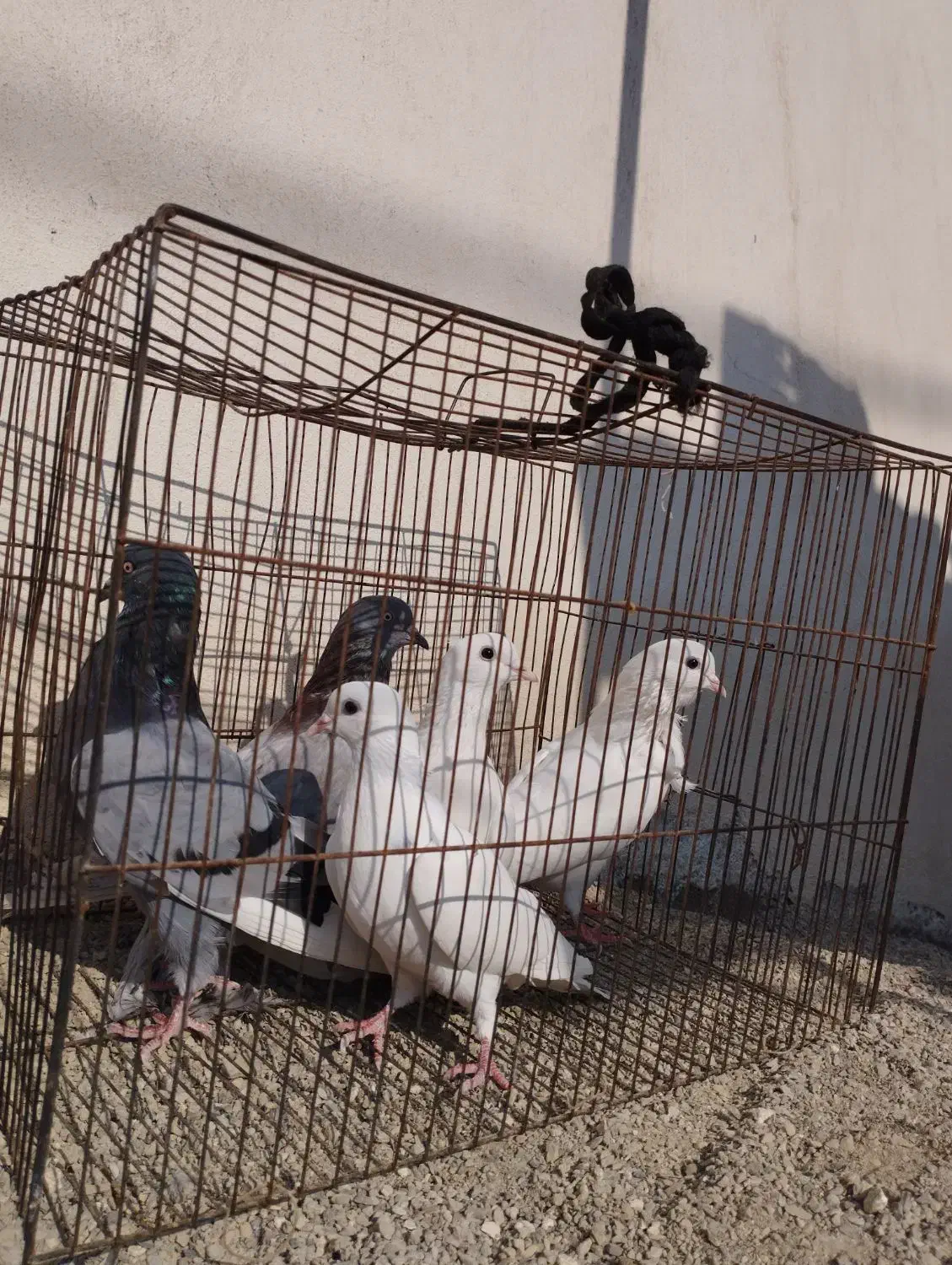 کفتر پرشی|پرنده|مینودشت, |دیوار