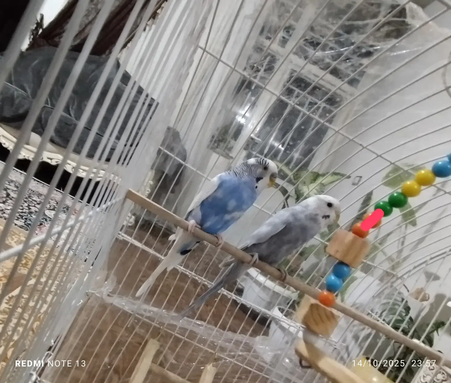 مرغ عشق مولد زیبا|پرنده|بوکان, |دیوار