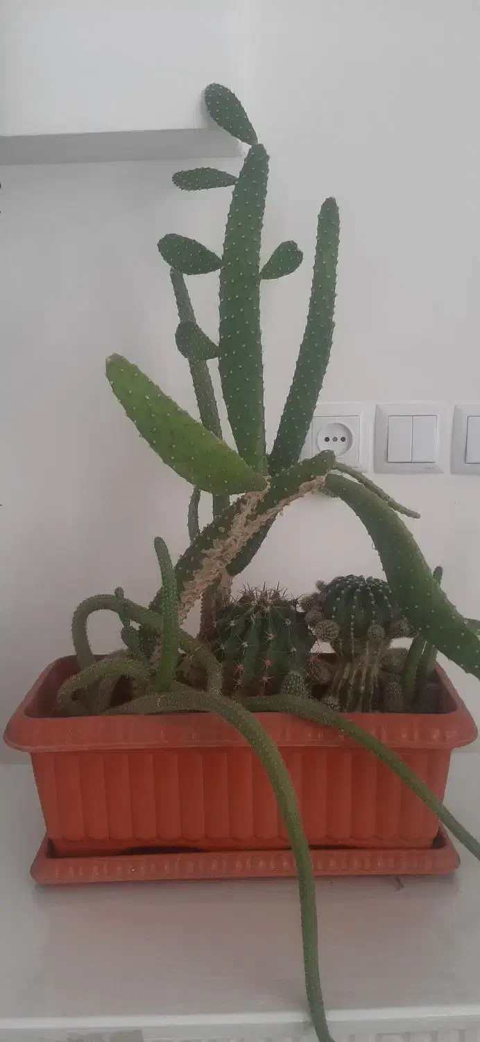 گل طبیعی|گل و گیاه طبیعی|ارومیه, |دیوار