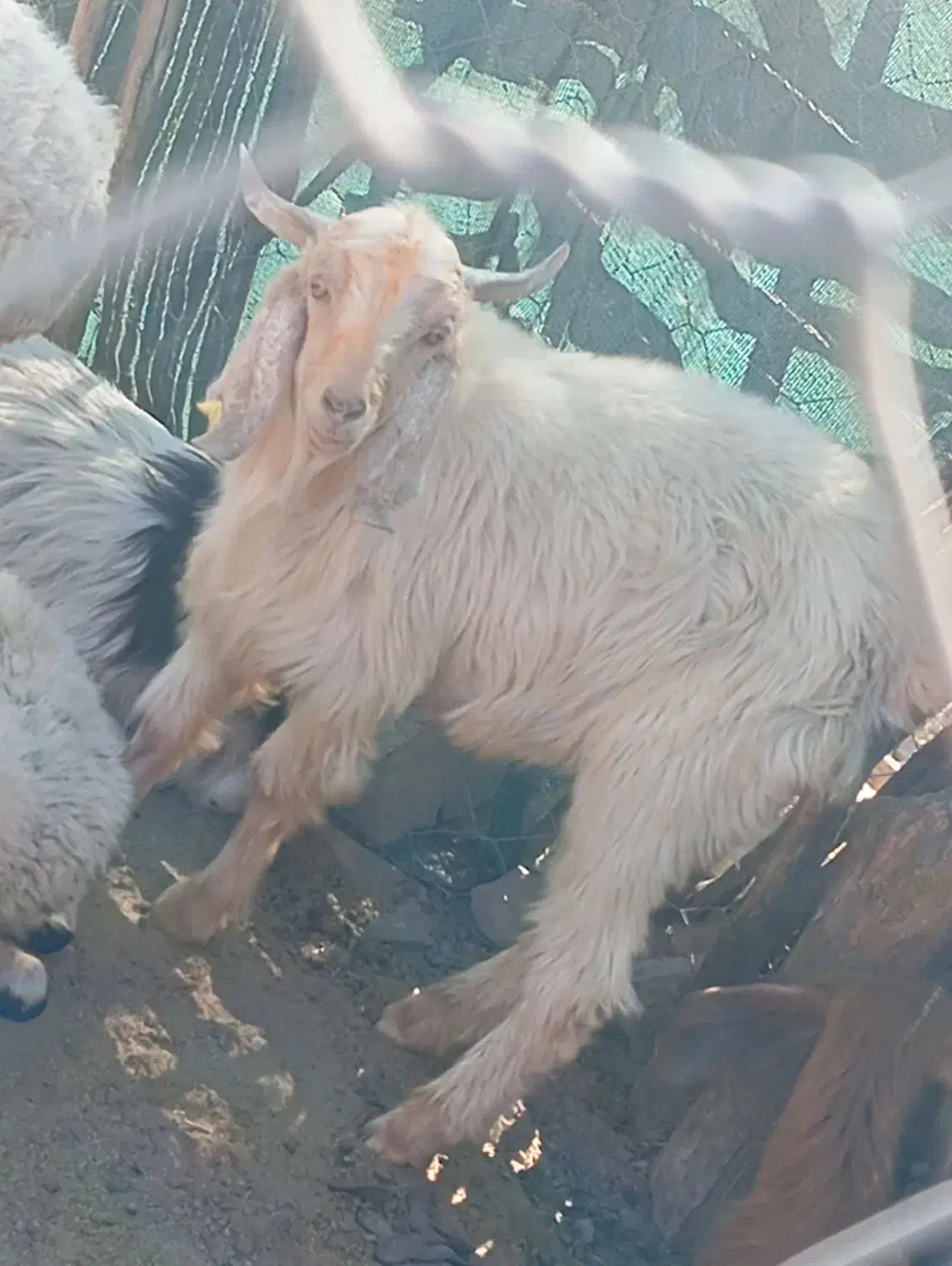 فروش بزغاله نر|حیوانات مزرعه|کهنوج, |دیوار