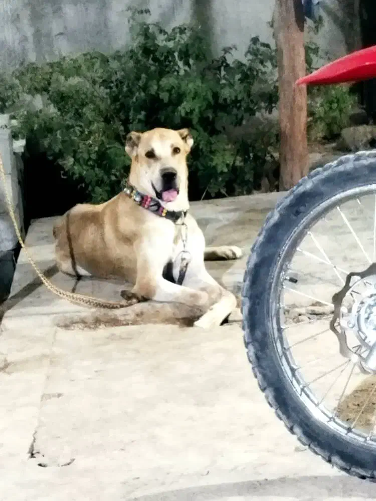 واگزاری سگ افغان|سگ|بافق, |دیوار