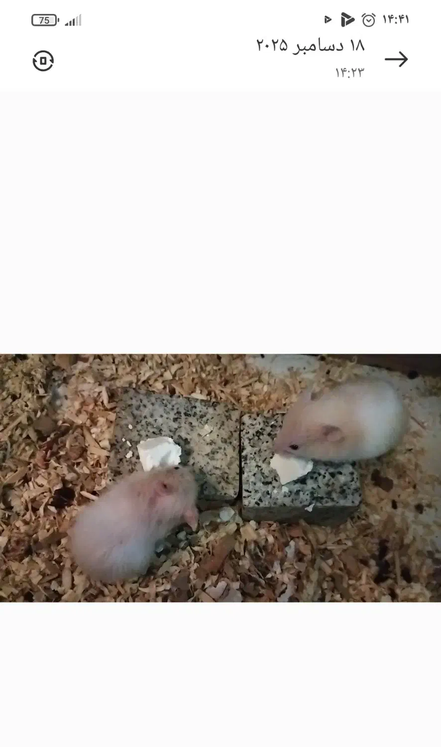 فروش همستر|موش و خرگوش|کرمان, |دیوار