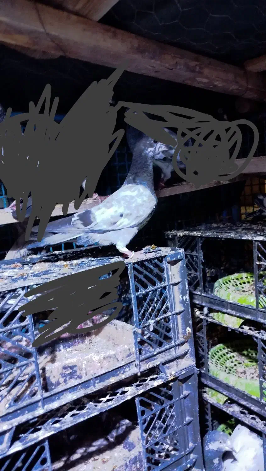 کبوتر پاکستانی|پرنده|خورموج, |دیوار