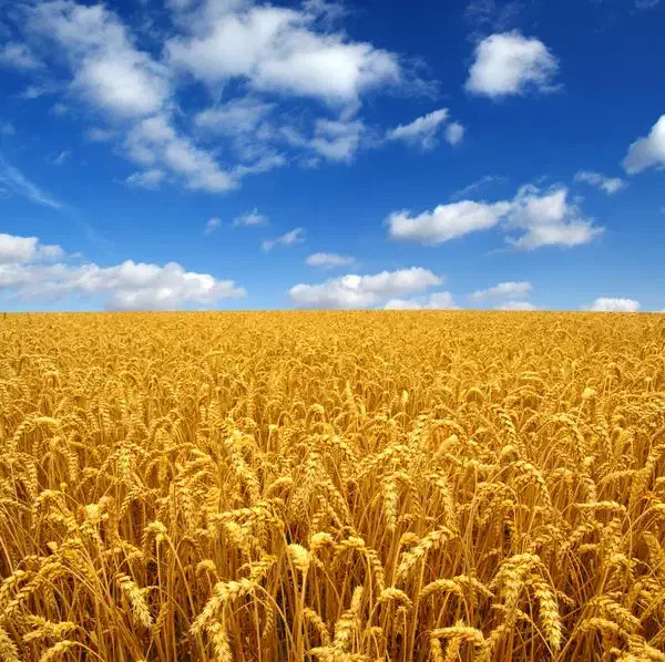 گندم بذری دیم|عمدهفروشی|نظر کهریزی, |دیوار