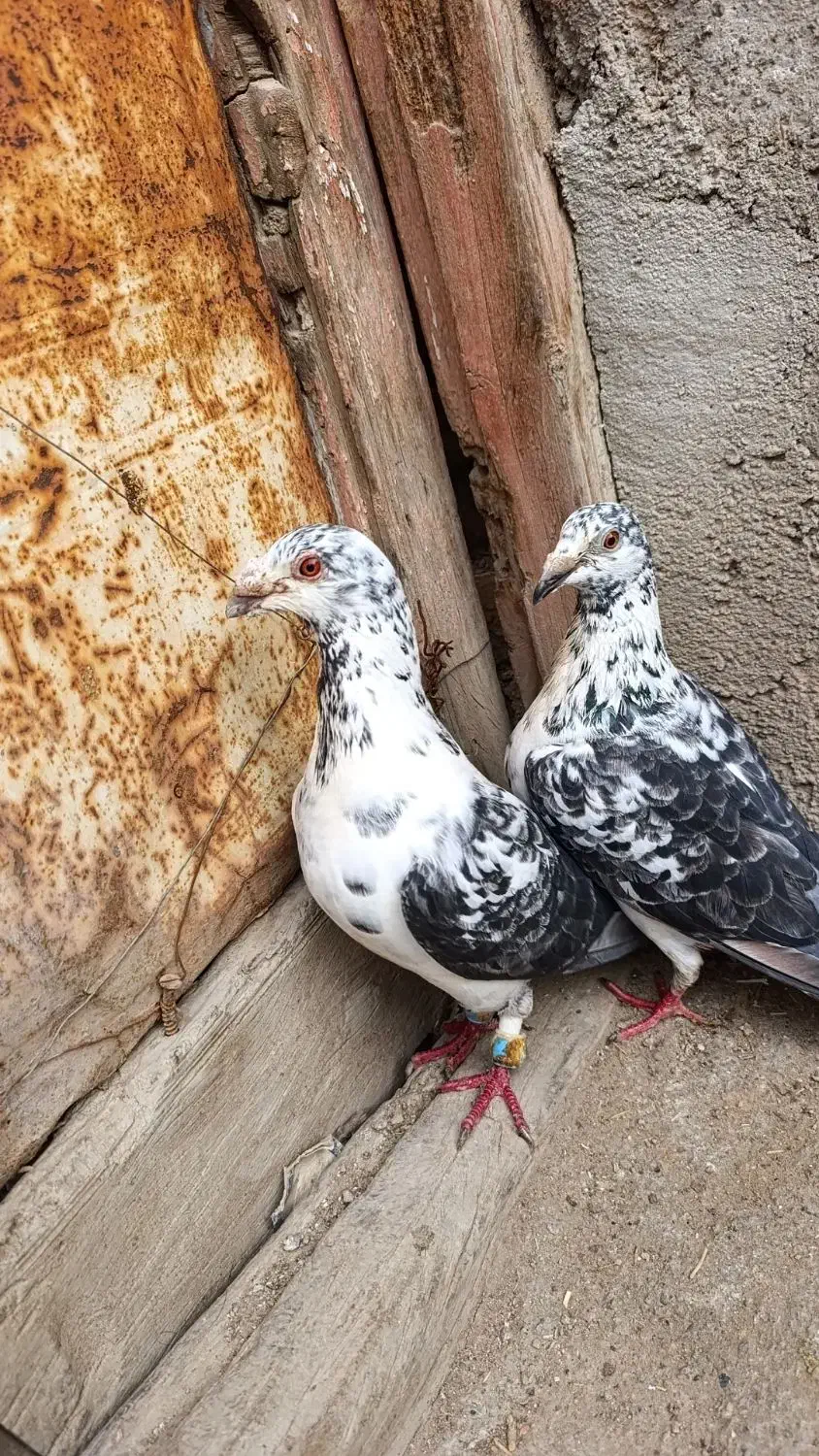 کبوتر پلاکی|پرنده|یزد, |دیوار