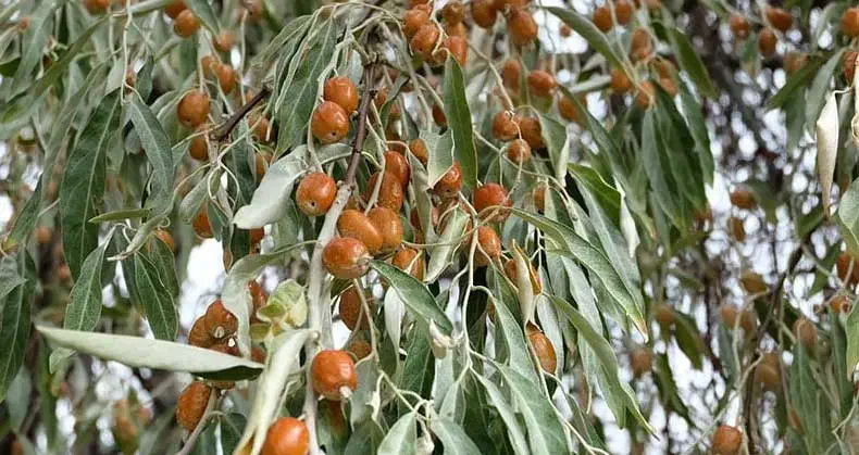 سنجد تازه امسالی|خوردنی و آشامیدنی|مشهد, شهید قربانی|دیوار
