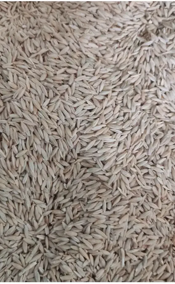 جو محلی|خدمات باغبانی و درختکاری|کوهنانی, |دیوار