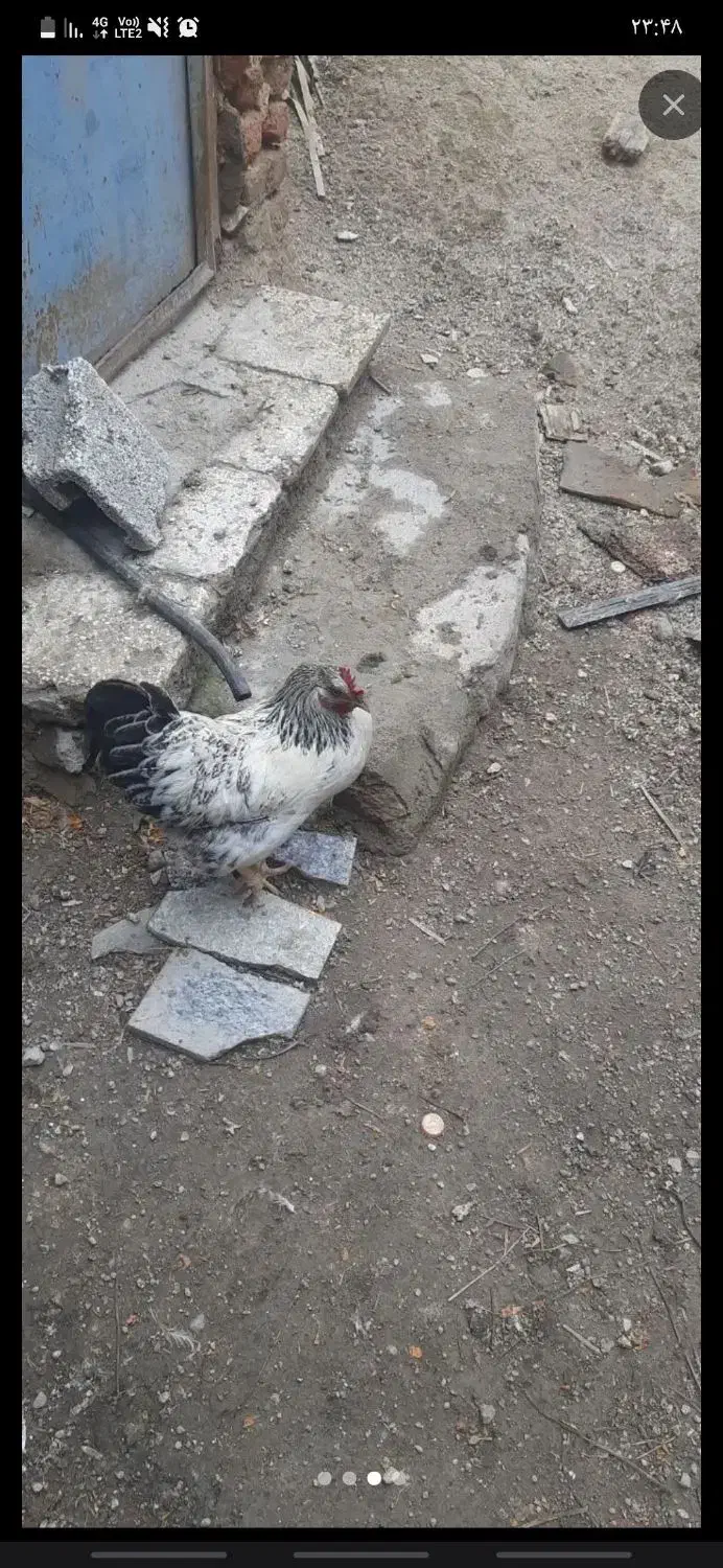 مرغ تخم گذار محلی.|حیوانات مزرعه|اردبیل, |دیوار