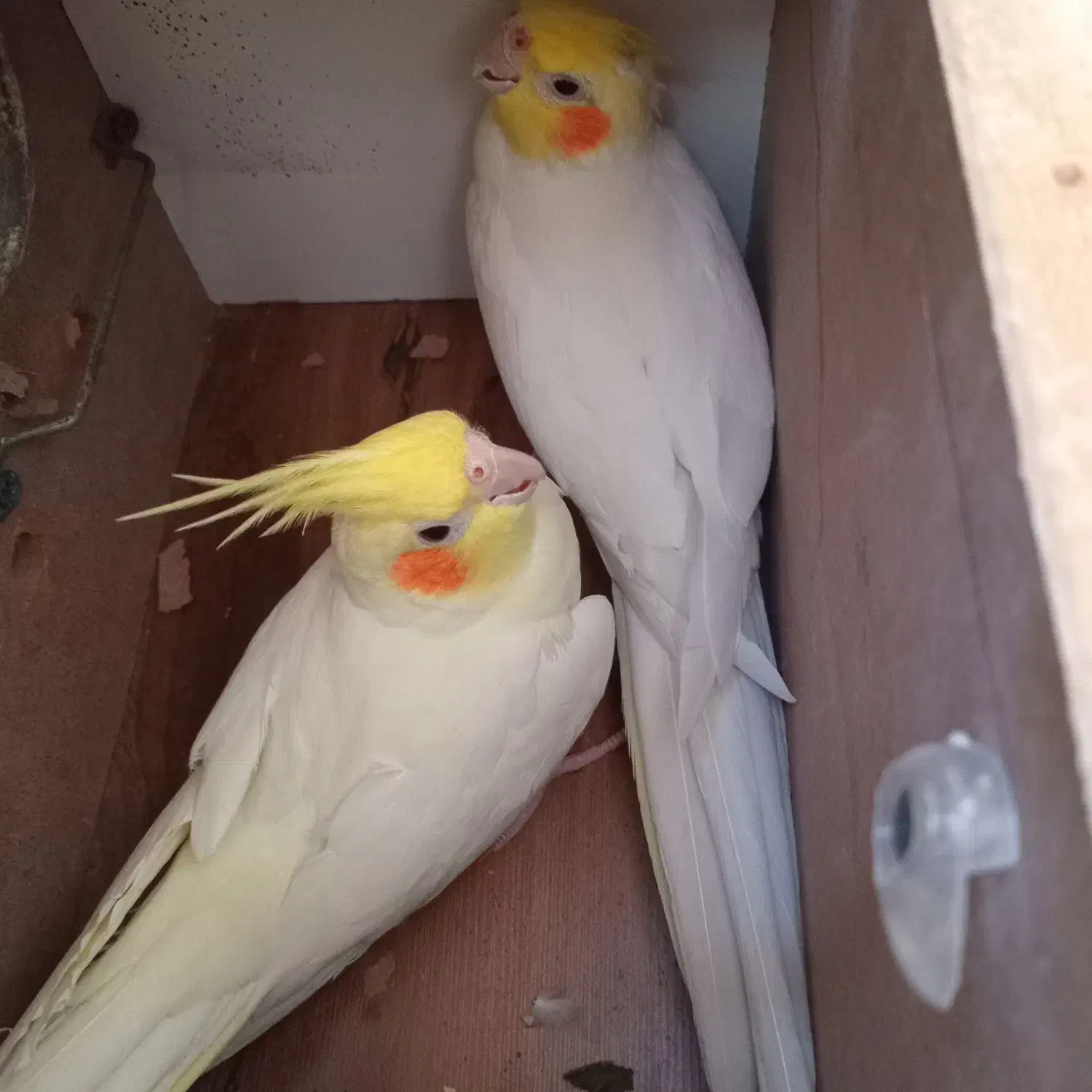 یگ جفت  لوتینو    نر ۱۲کلام  صحبت می کنند|پرنده|مشهد, خواجه ربیع|دیوار