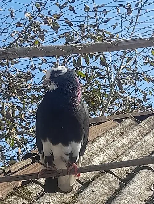 تعدادی کبوتر|پرنده|لشت نشا, |دیوار