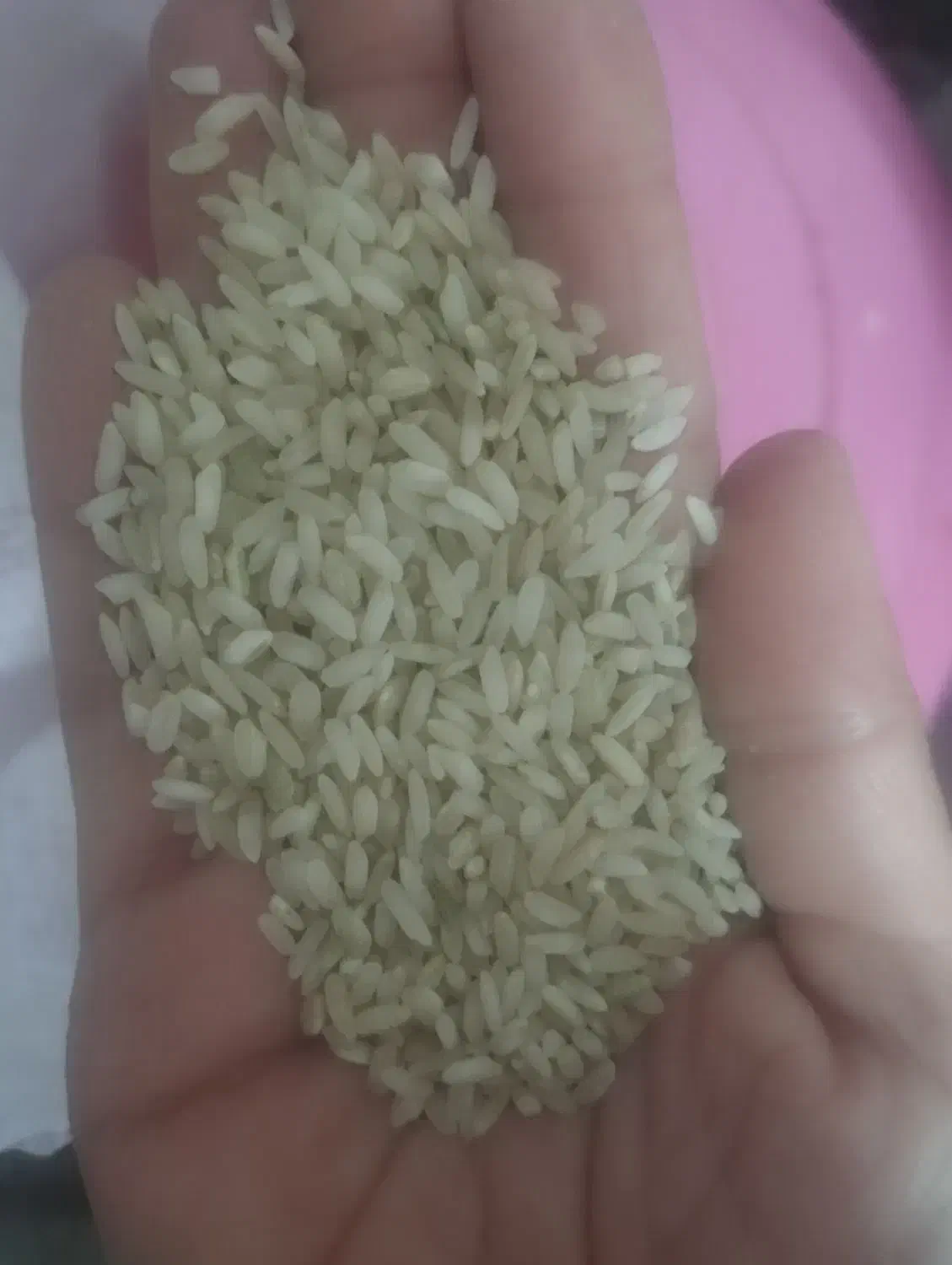 برنج چمپا محلی کیلویی ۲۵۰ هزار تمن|خوردنی و آشامیدنی|یاسوج, |دیوار