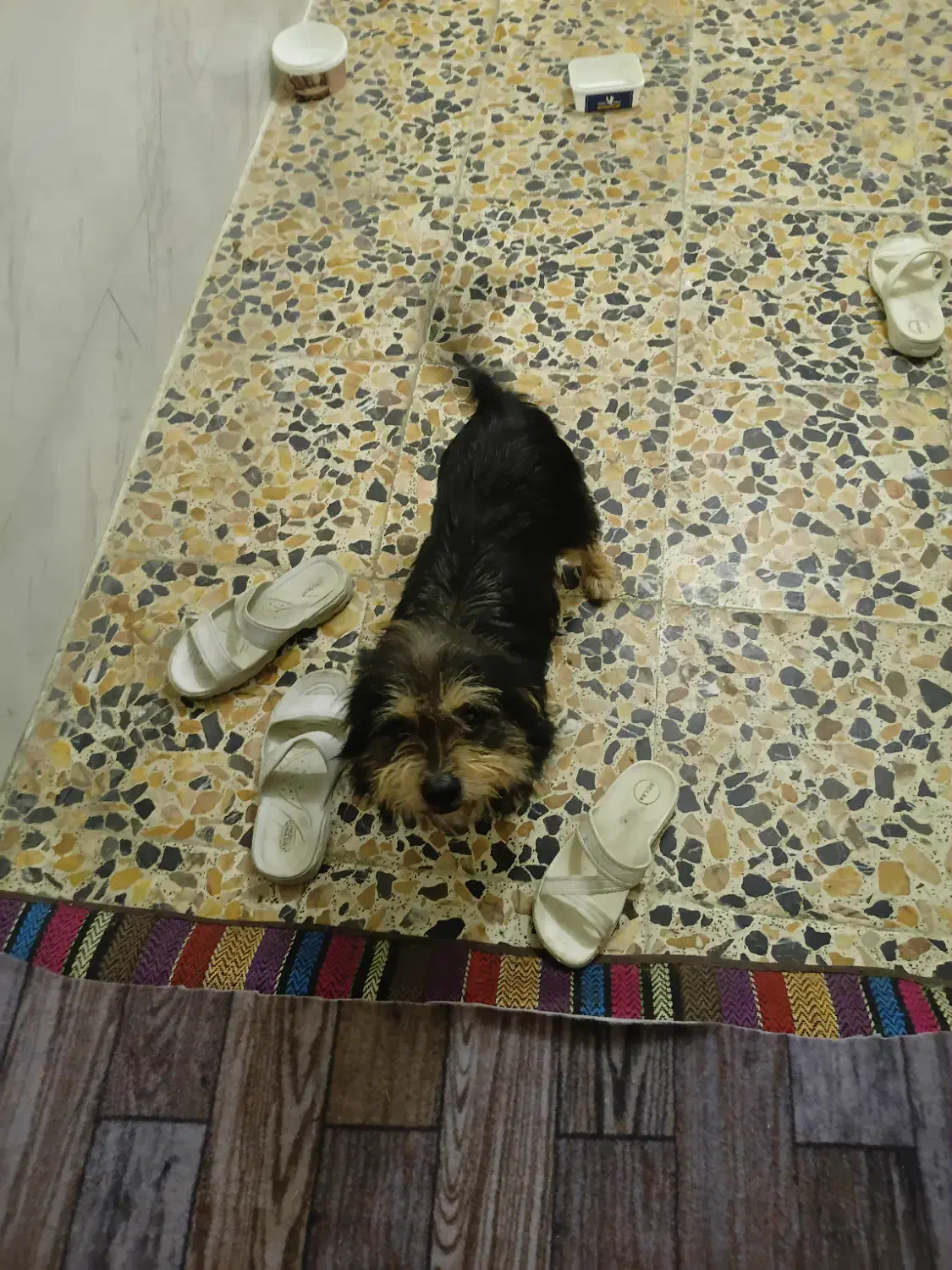 سگ پاکوتاه|سگ|ساری, |دیوار