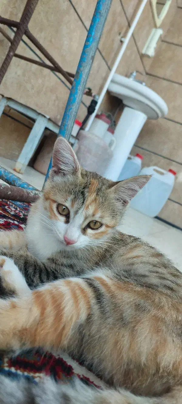 گربه گمشده|حیوانات|قزوین, |دیوار