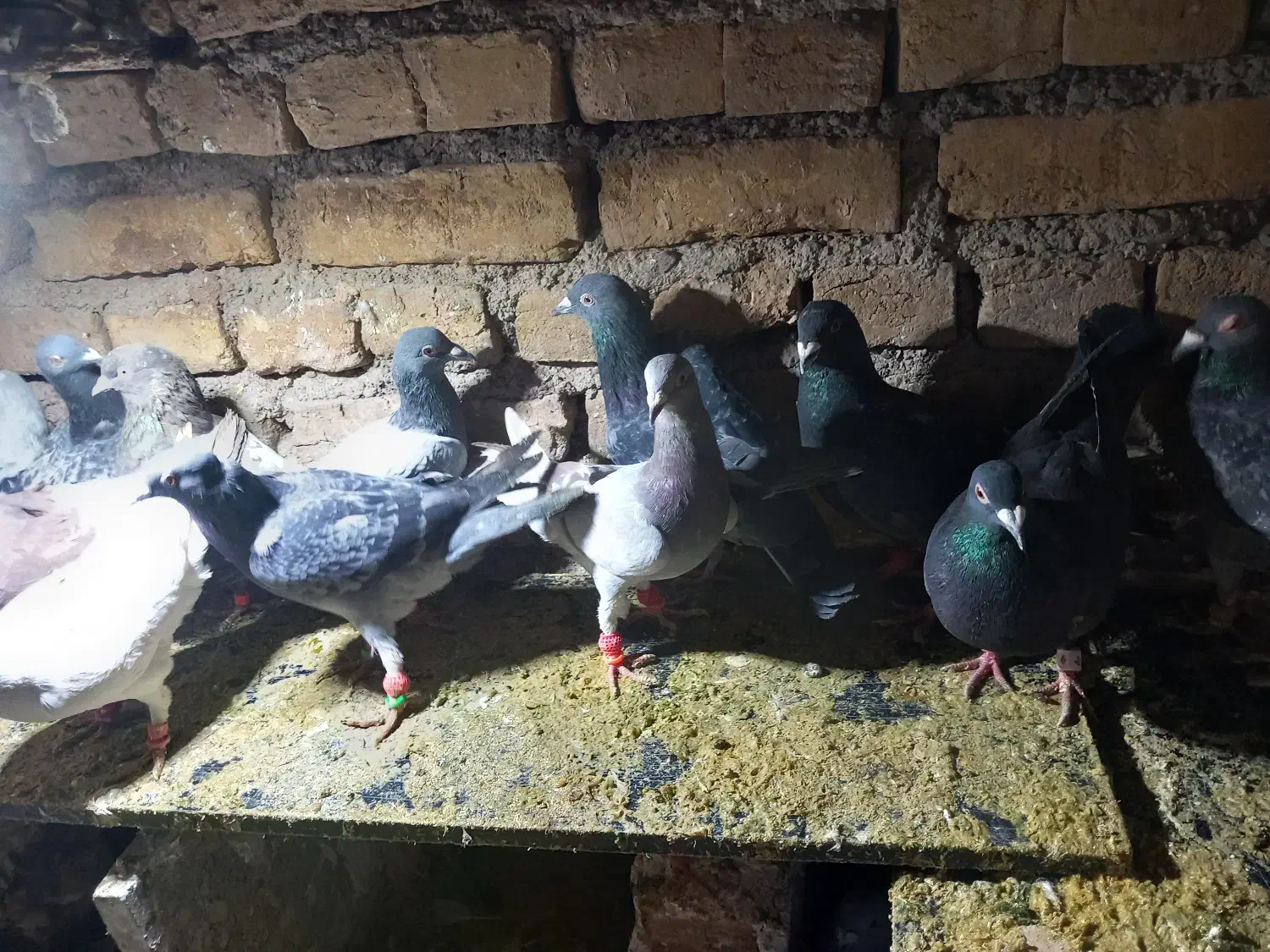 کفتر|پرنده|جلگه رخ, |دیوار