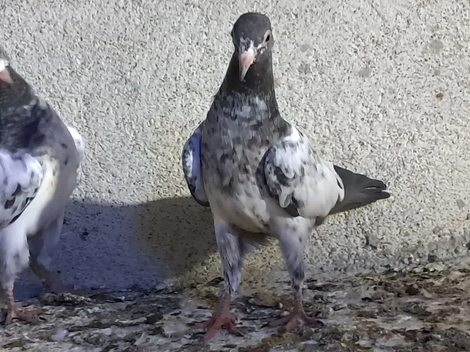 حراج شعبان|پرنده|میناب, |دیوار